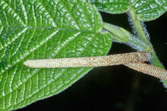 Piper pseudoasperifolium