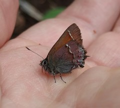 Callophrys muiri