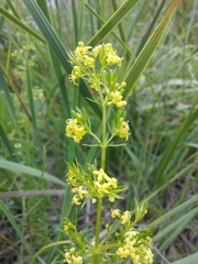 Galium capense