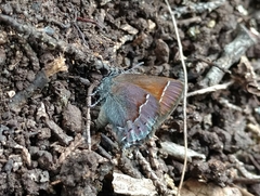 Callophrys muiri