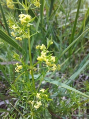 Galium capense