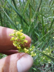 Galium capense