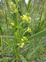 Galium capense