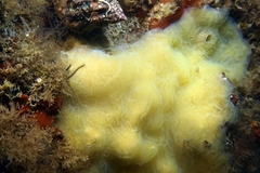 Aplidium glabrum