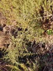 Asparagus aphyllus