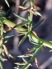 Asparagus aphyllus