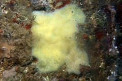 Aplidium glabrum