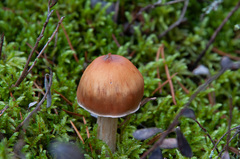 Cortinarius armeniacus