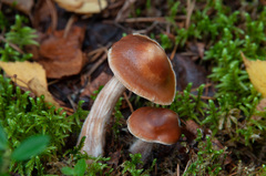 Cortinarius armeniacus