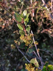 Rhamnus alaternus