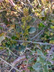 Rhamnus alaternus