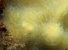 Aplidium glabrum