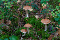 Cortinarius armeniacus