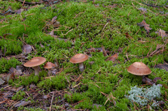 Cortinarius armeniacus