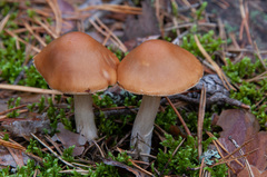 Cortinarius armeniacus