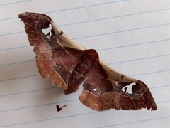 Holocerina smilax