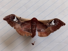 Holocerina smilax