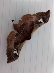 Holocerina smilax