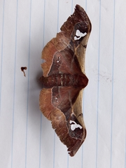 Holocerina smilax