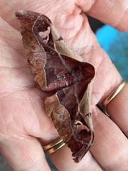 Holocerina smilax