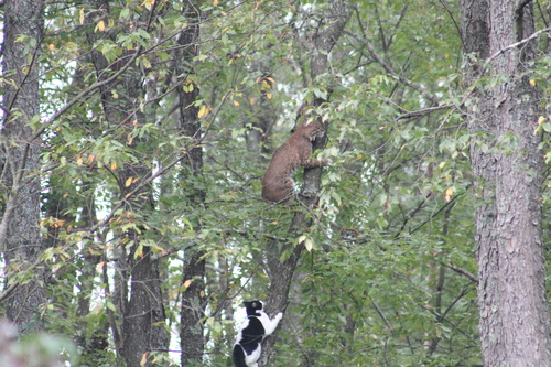 Bobcat photographed in New Hampshire