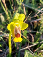 Ophrys lutea