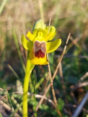 Ophrys lutea