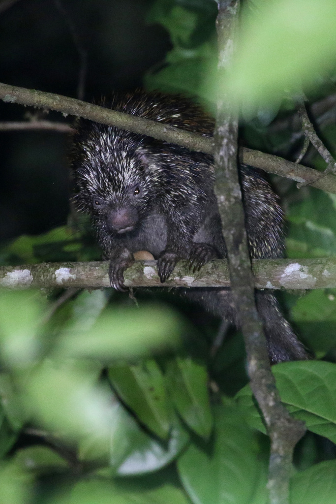 Pernambuco Dwarf Porcupine