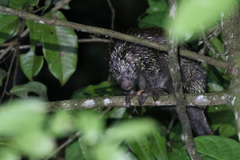 Coendou speratus