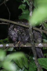 Coendou speratus