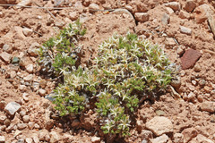 Eremogone hookeri hookeri