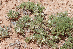 Eremogone hookeri hookeri