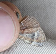 Stamnodes coenonymphata