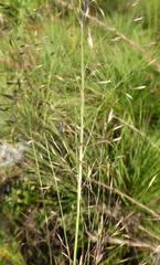 Sporobolus osceolensis