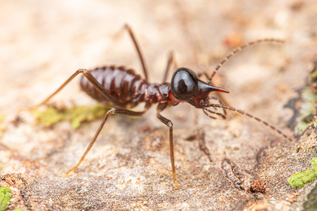 Hospitalitermes monoceros