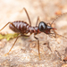 Nasute Termites - Photo (c) Roman Prokhorov, some rights reserved (CC BY-NC), uploaded by Roman Prokhorov