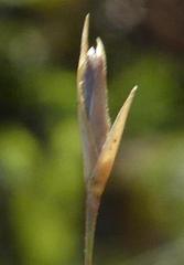 Sporobolus osceolensis