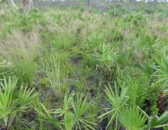 Sporobolus osceolensis