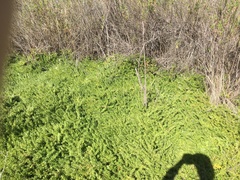 Myoporum parvifolium