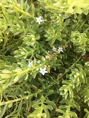 Myoporum parvifolium