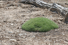 Eremogone hookeri hookeri