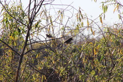 Melozone fusca