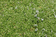 Eremogone hookeri hookeri