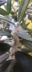 Euphyllura olivina
