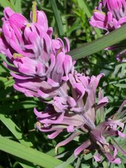 Castilleja purpurea