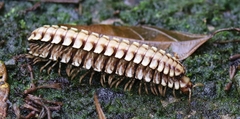 Nyssodesmus python