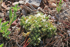 Eremogone hookeri hookeri