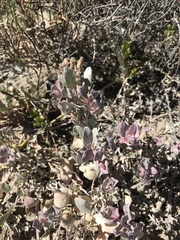 Atriplex barclayana