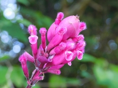 Salvia involucrata