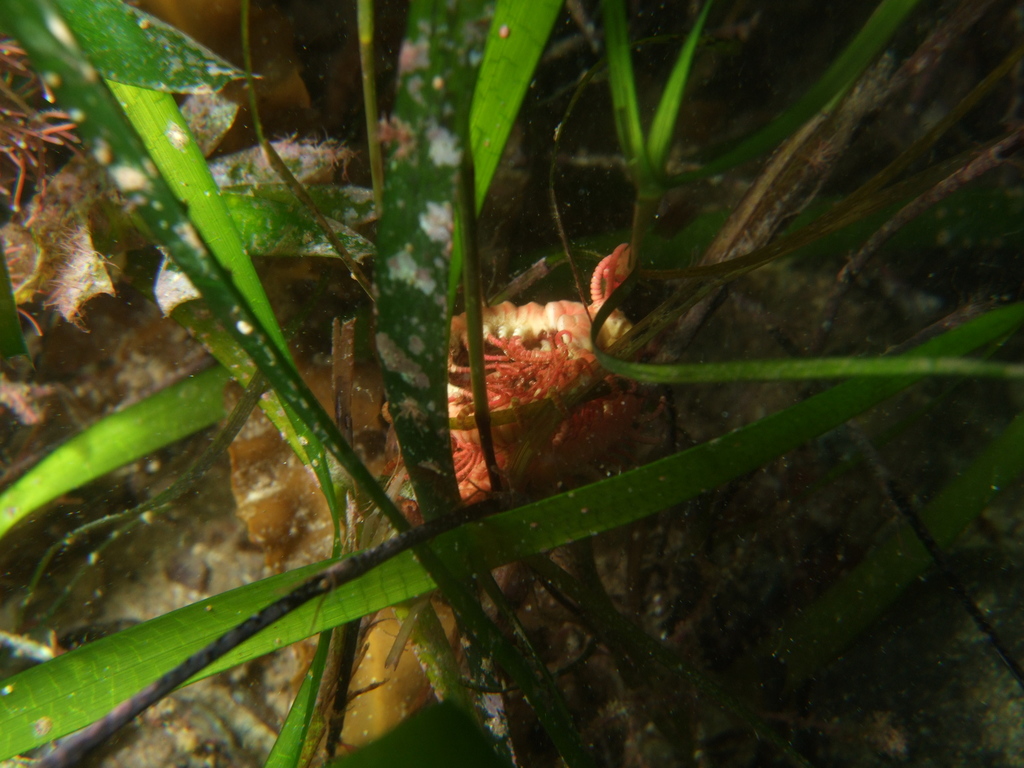 Comatuloidea